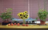 アクティビティ記事画像